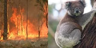 bush-fire