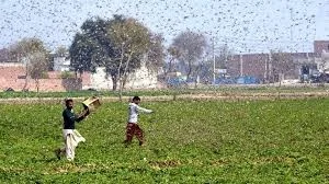 locust